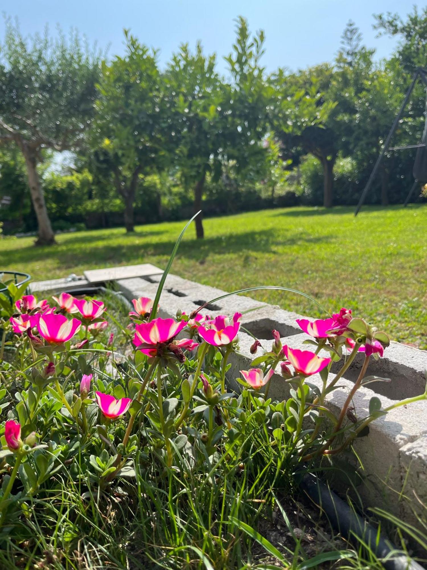 B&B Da Francesco パエストゥム エクステリア 写真